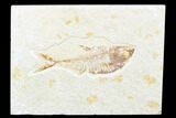Fossil Fish (Diplomystus) - Wyoming #176315-1